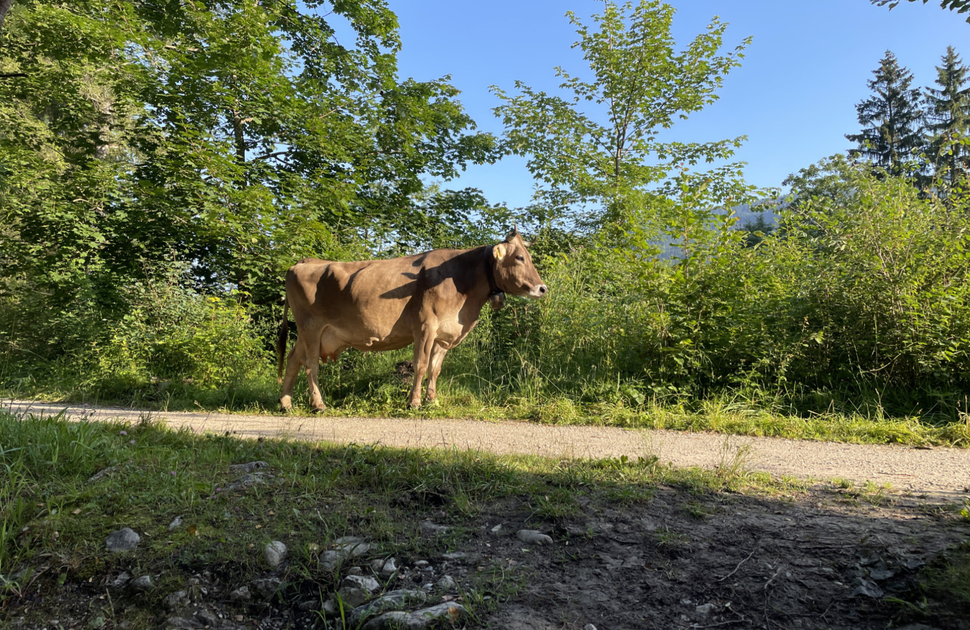 Obere Mühle Ferienwohnungen